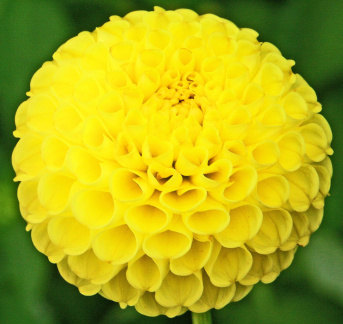 Dahlia ' YELLOW BABY '  (Pom.)   Lammerse  NL  1960  National Dahlia Collection, Cornwall  (Mark Twyning)